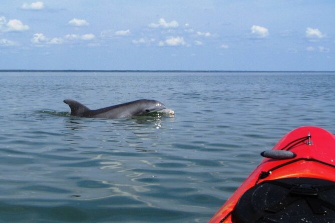 Kayak With Dolphins in Historic Shem Creek - Why Shem Creek makes a good kayaking setting