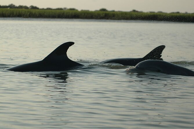 Kayak With Dolphins in Historic Shem Creek - Starting at 514 Mill Street