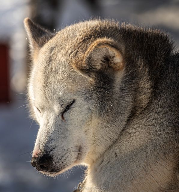 Kemi: Sled Dog Husky Safari Including Hot Drink - A short husky safari, not a full-day mushing trip