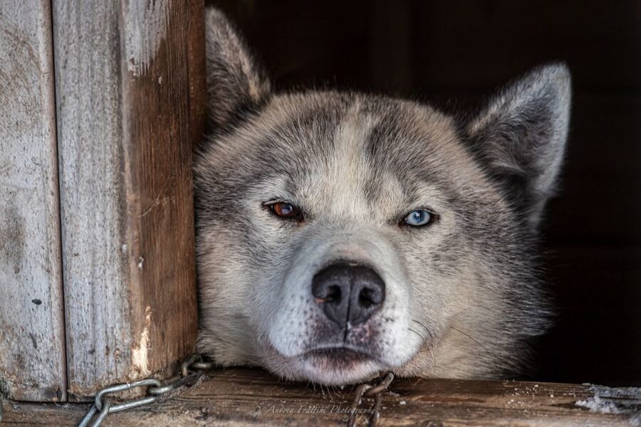 Kemi: Sled Dog Husky Safari Including Hot Drink - What the 30-minute ride is really like