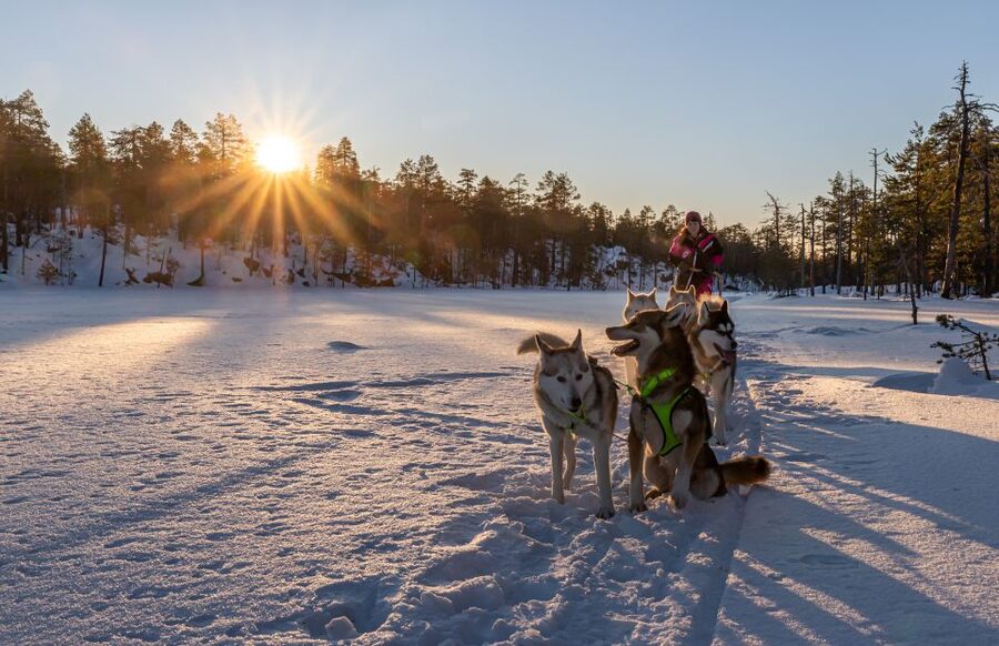 Kemi: Sled Dog Husky Safari Including Hot Drink - Fire, juice, cookies, and a warm drink
