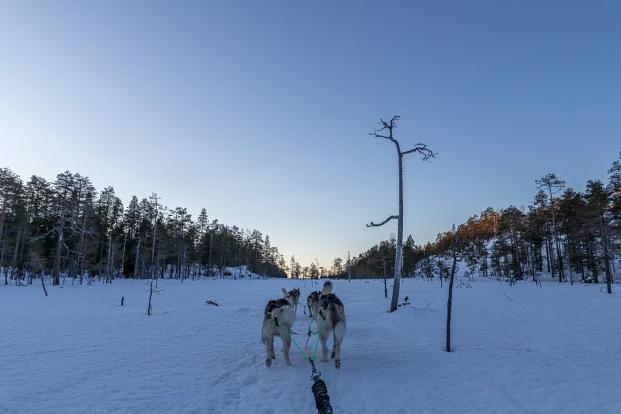 Kemi: Sled Dog Husky Safari Including Hot Drink - Meeting the dogs before the trail