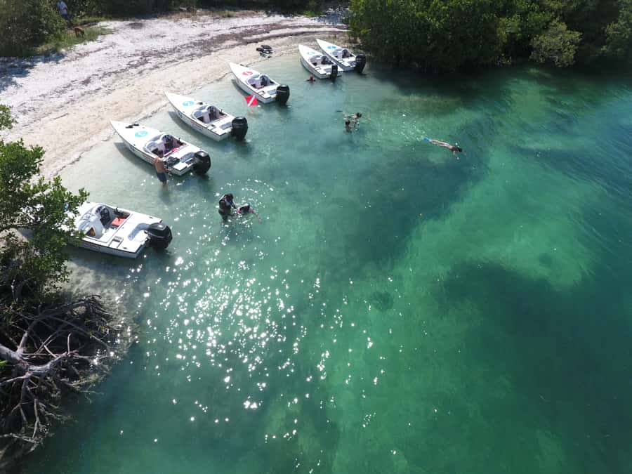 Key West: Eco Safari Sandbar Tour with Snorkeling - Wildlife along the route