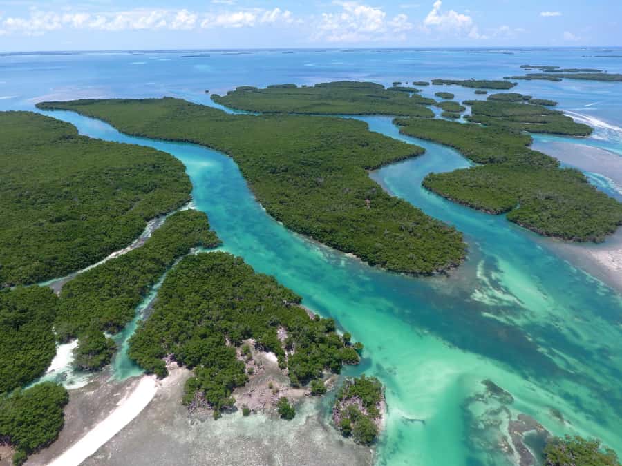 Key West: Eco Safari Sandbar Tour with Snorkeling - Taking the wheel through the mangrove maze