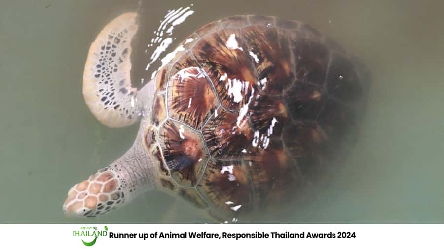 Khao Lak Eco-Safari: Elephants, Tsunami Museum, and Turtles - Lunch with more food than you may expect