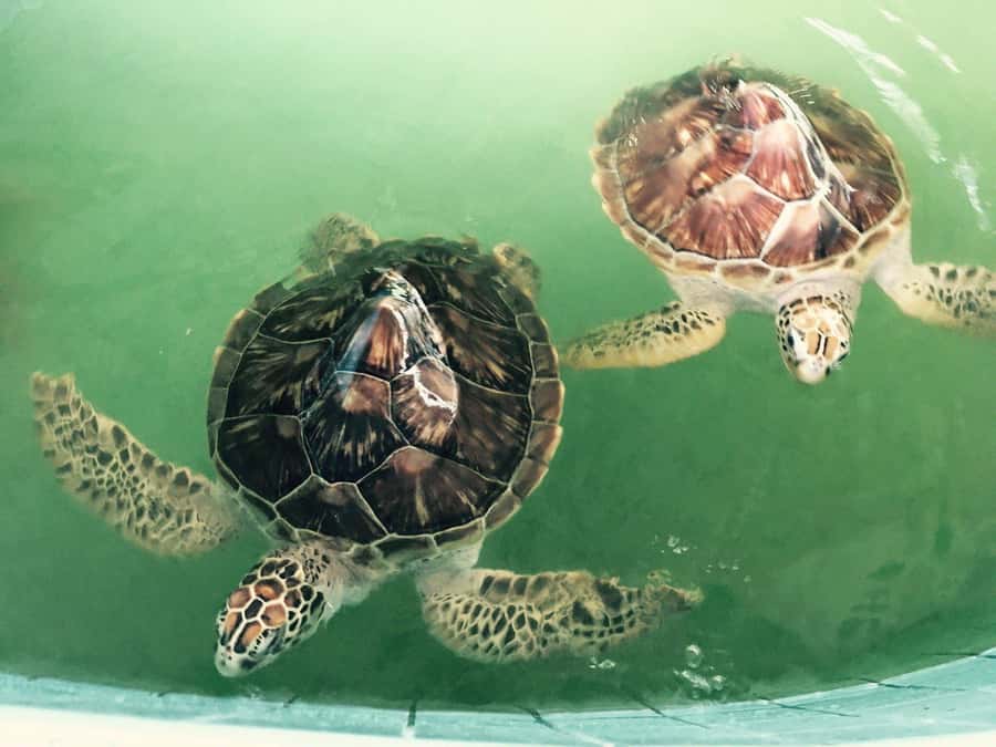 Khao Lak Eco-Safari: Elephants, Tsunami Museum, and Turtles - Understanding Khao Lak at Patrol Boat 813