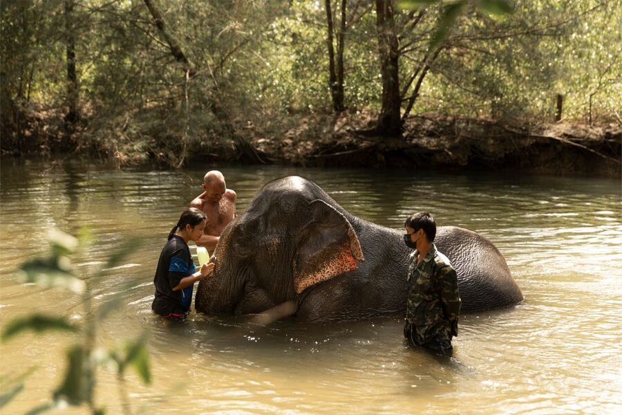 Khao Lak: Elephant Safari with Lunch - Thai lunch that keeps the day moving
