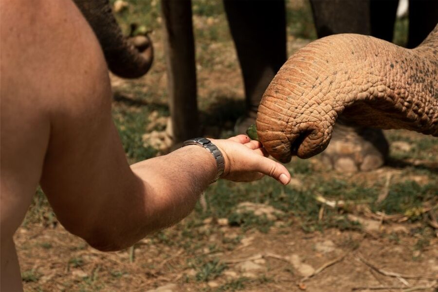 Khao Lak: Elephant Safari with Lunch - A short introduction to Buddhism