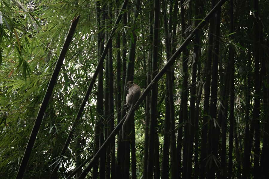 Khao Sok: Private Day Trekking, Jungle Dinner & Night Safari - The night safari and its real wildlife potential