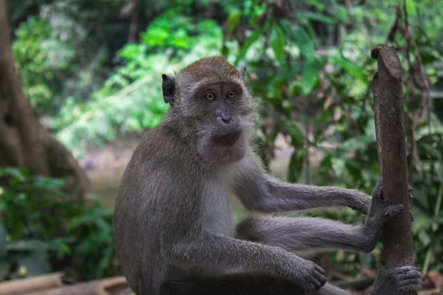 Khao Sok: Private Day Trekking, Jungle Dinner & Night Safari - Guides who make the difference