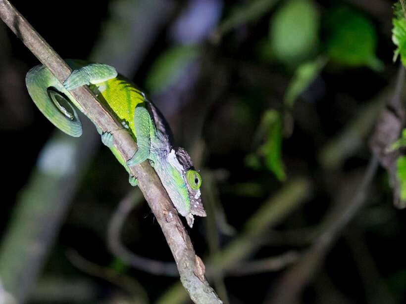 Khao Sok: Private Night Safari Adventure w/ Hotel Transfer - Is $48 good value for the experience?