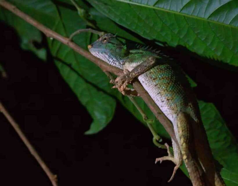 Khao Sok: Private Night Safari Adventure w/ Hotel Transfer - Hotel pickup and the first steps after sunset
