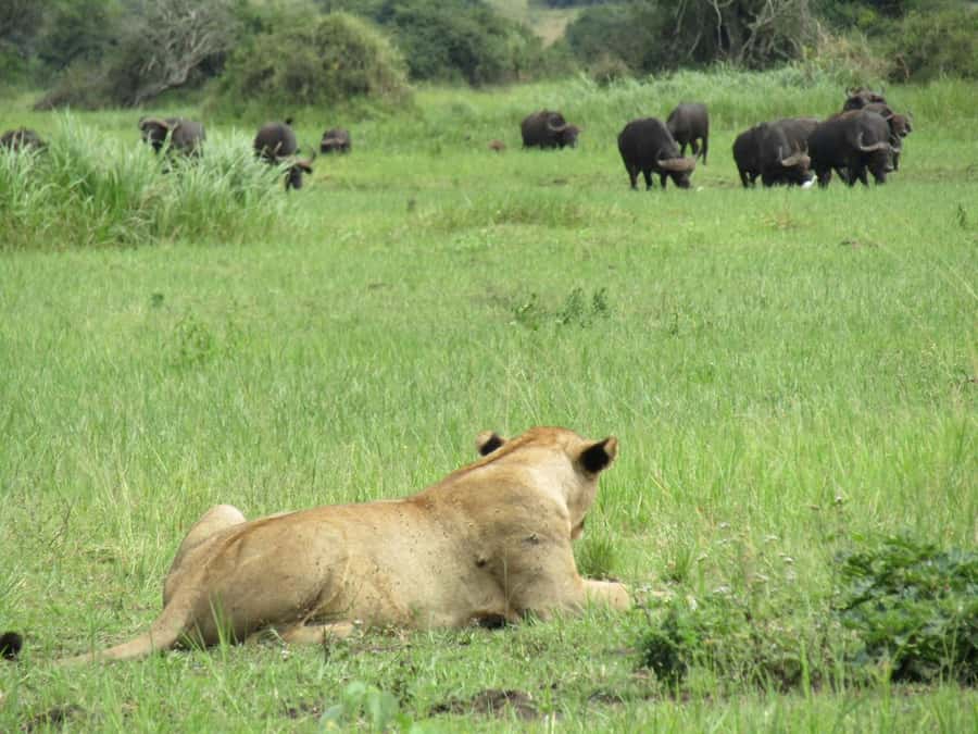 Kigali: Full-Day Akagera Safari + Optional Boat Ride - What you might see on the game drives
