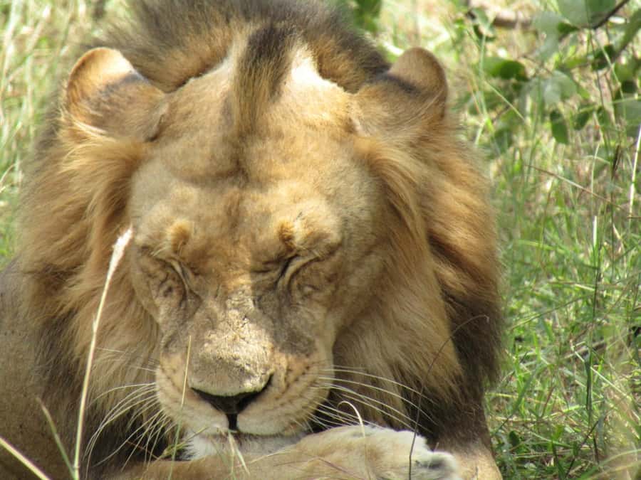 Kigali: Full-Day Akagera Safari + Optional Boat Ride - Guides make the biggest difference