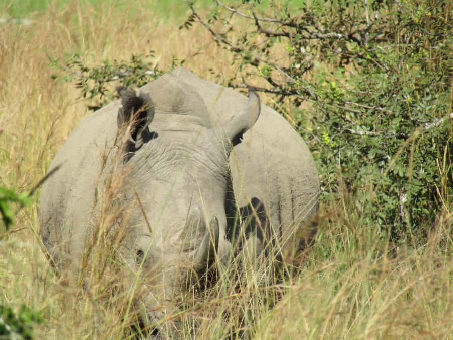 Kigali: Full-Day Akagera Safari + Optional Boat Ride - The early drive from Kigali to the park