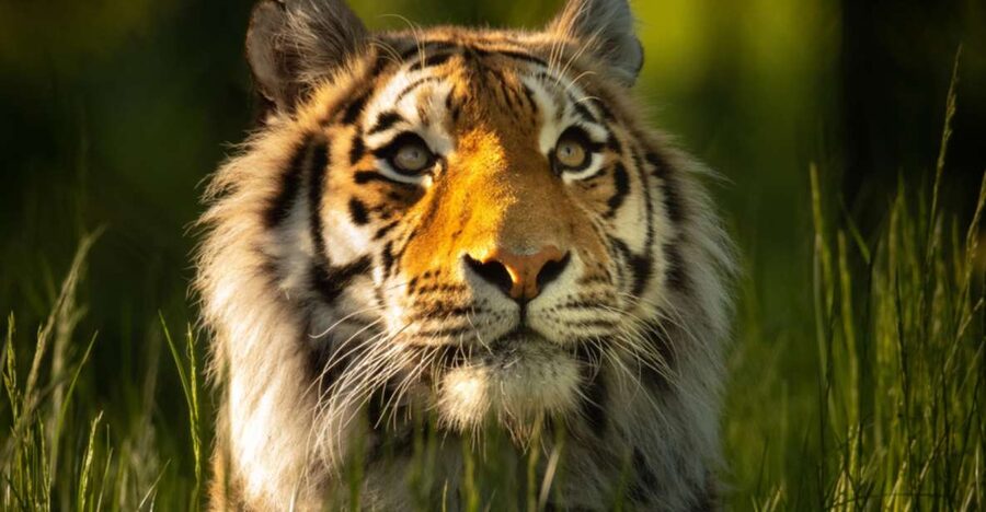 Knowsley: Safari Entry Tickets - Start with the safari drive through 550 acres
