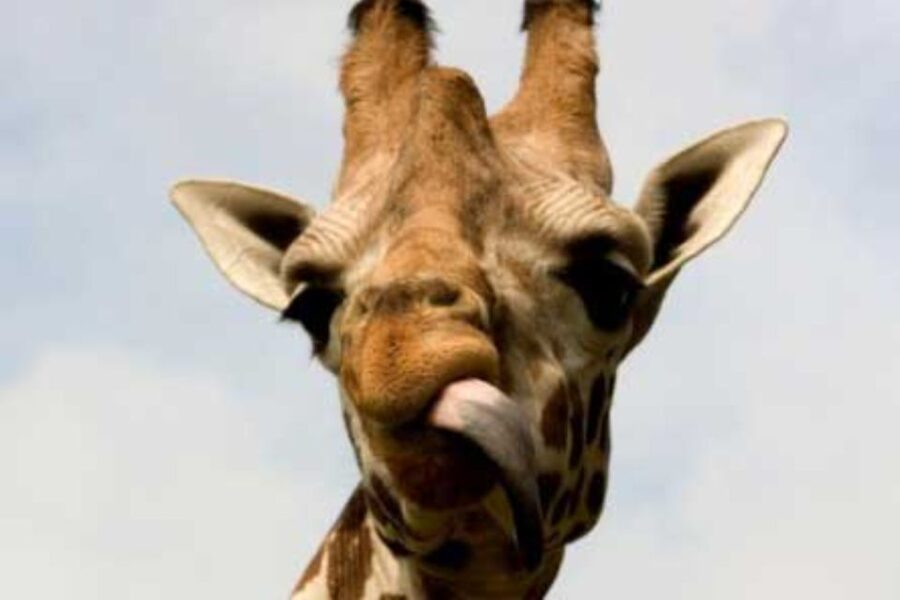 Knowsley: Safari Entry Tickets - Extra rides can change the price quickly