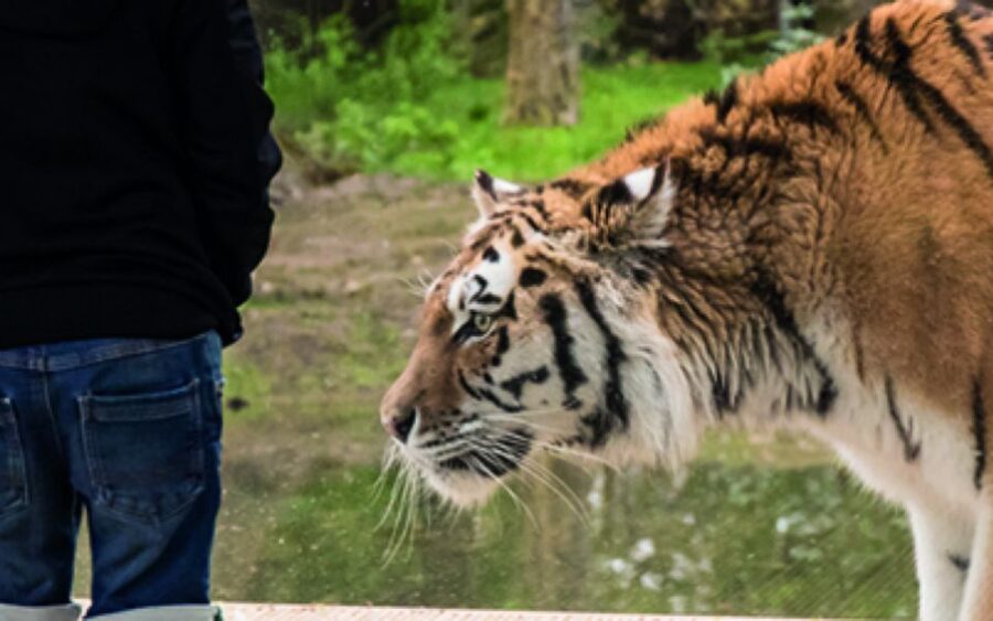Knowsley: Safari Entry Tickets - Who will enjoy Knowsley Safari most?