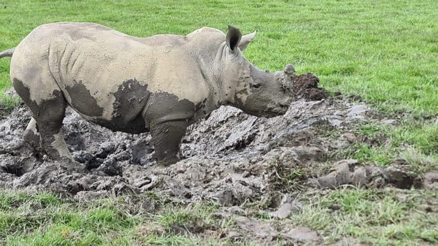 Knowsley: Safari Entry Tickets - Booking flexibility and practical planning