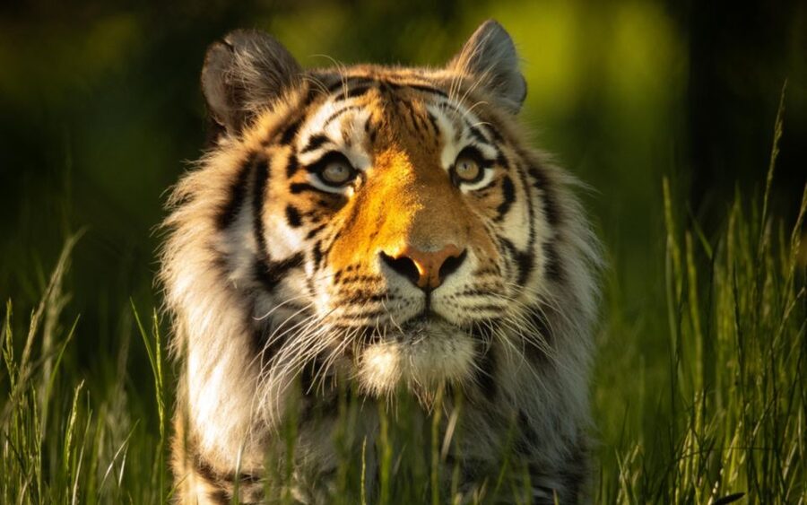 Knowsley: Safari Entry Tickets - Give the foot safari plenty of time