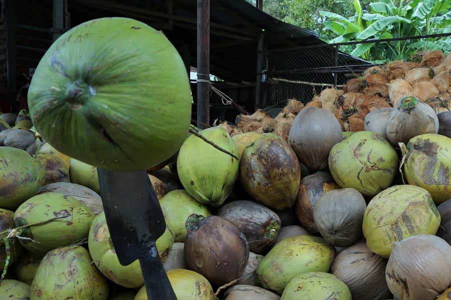 Koh Samui: 4x4 Off Road Island Safari Tour Including Lunch - Coconut and rubber plantations, with real island context