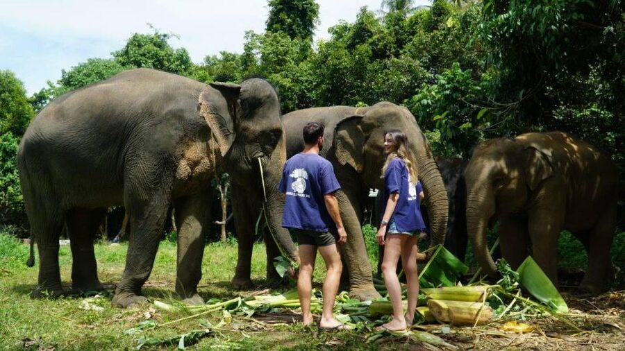 Koh Samui: 4x4 Sightseeing Safari & Elephant Sanctuary Tour - Key points at a glance