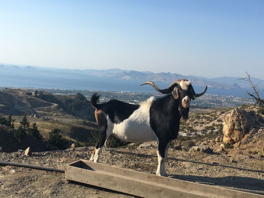 Kos: Full-Day Jeep Safari with Lunch - Why this Kos safari is worth considering