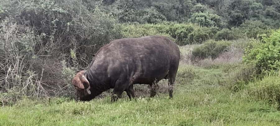 Kragga Kamma Safaris And Shore Excursions - Kragga Kamma Safari at a Glance