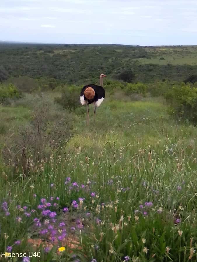 Kragga Kamma Safaris And Shore Excursions - A Quick Escape From Port Elizabeth