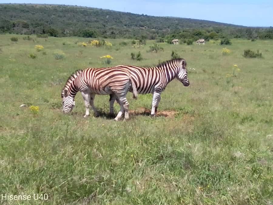 Kragga Kamma Safaris And Shore Excursions - Three Big Five Species in a Small Park