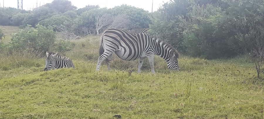 Kragga Kamma Safaris And Shore Excursions - What the Four-Hour Drive Feels Like