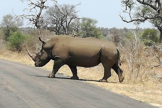 Kruger National Park. 3 Days Best Ever Safari from Cape Town - Day Two: The 5 am Start and Kruger’s Main Safari Day