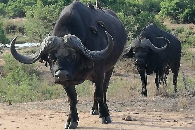 Kruger National Park. 3 Days Best Ever Safari from Cape Town - What the Open Vehicles Add to the Safari