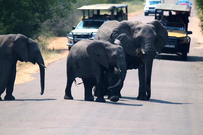 Kruger National Park. 3 Days Best Ever Safari from Cape Town - Tembo Guest Lodge and the Cost of Convenience