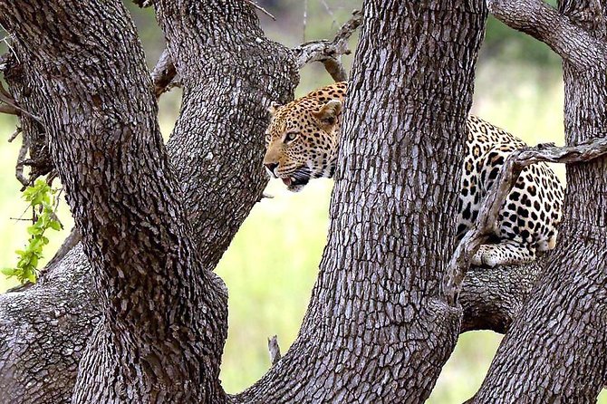 Kruger National Park. 3 Days Best Ever Safari from Cape Town - Who Should Book This Three-Day Safari?