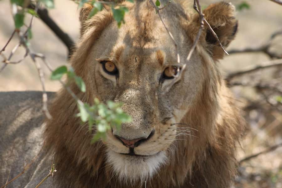 Kruger National Park - 4 Day Safari Tour - Four details that shape the experience