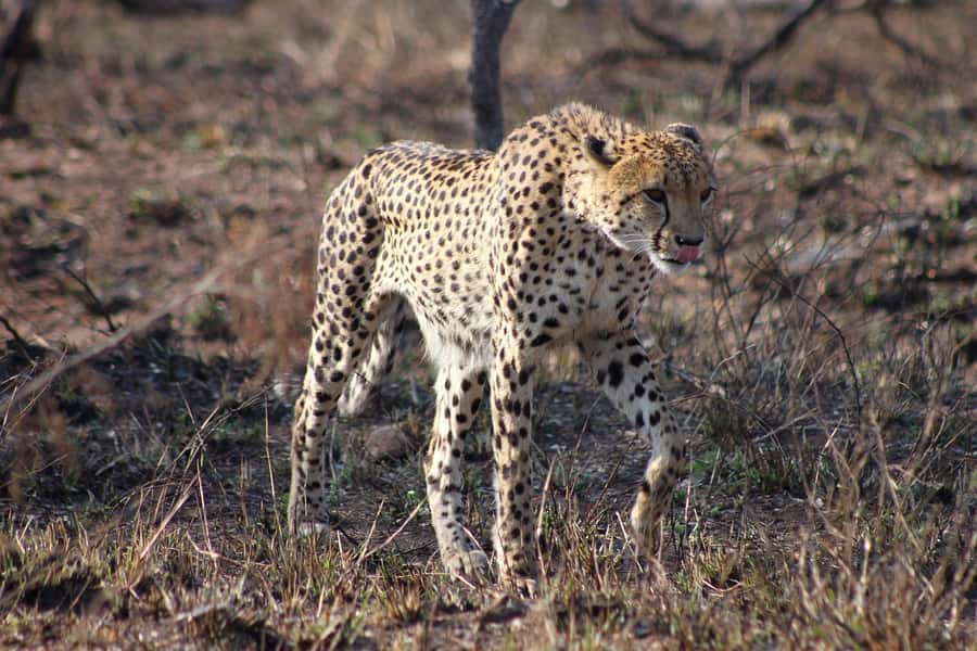 Kruger National Park - 4 Day Safari Tour - Day 1: Six hours from Johannesburg to the bush