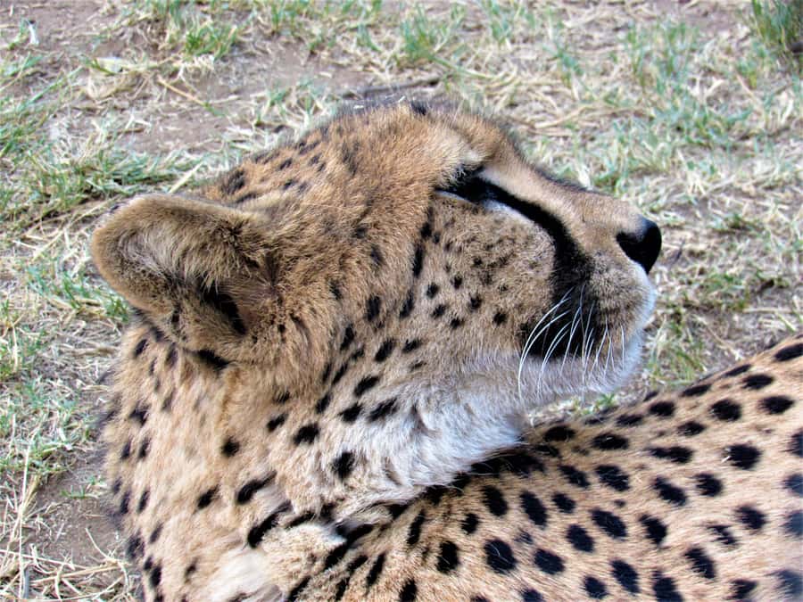 Kruger National Park Afternoon Safari - Why an afternoon in Kruger can work well
