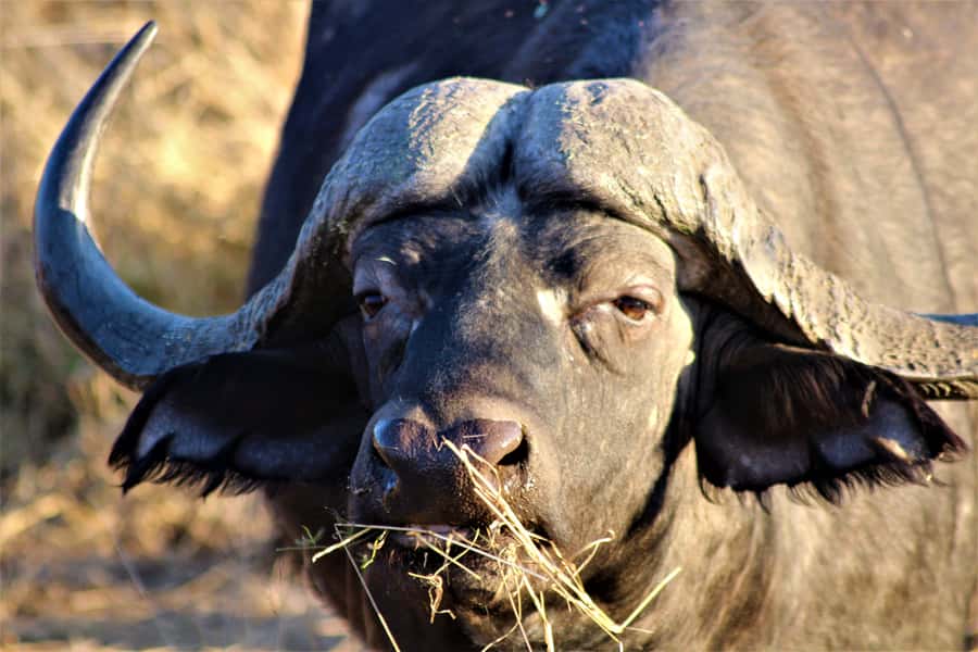 Kruger National Park Afternoon Safari - Choosing between an open and closed safari vehicle