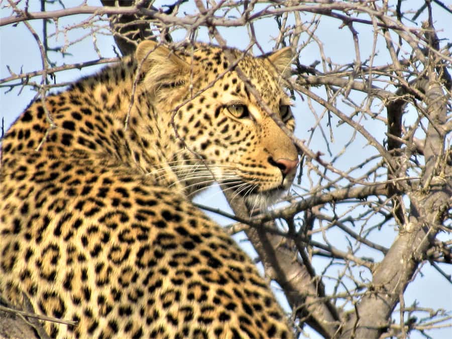 Kruger National Park Afternoon Safari - The wildlife you might see in a short afternoon