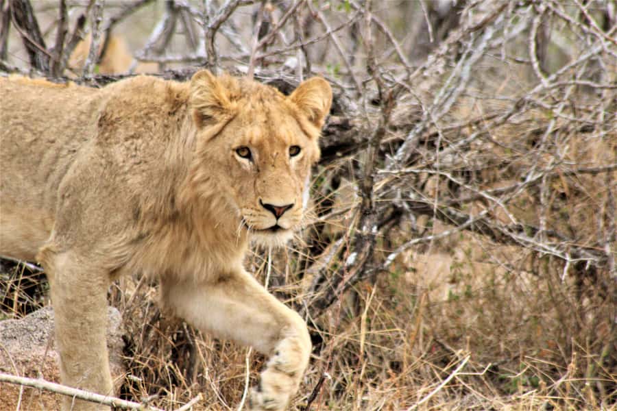 Kruger National Park Afternoon Safari - Adding culture and archaeology to the safari