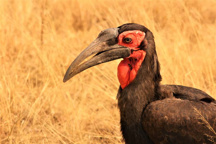 Kruger National Park Afternoon Safari - Is $100 per person good value?