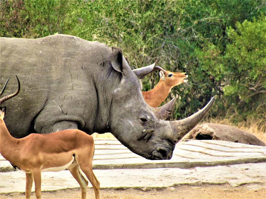 Kruger National Park Afternoon Safari - Who should choose this half-day safari