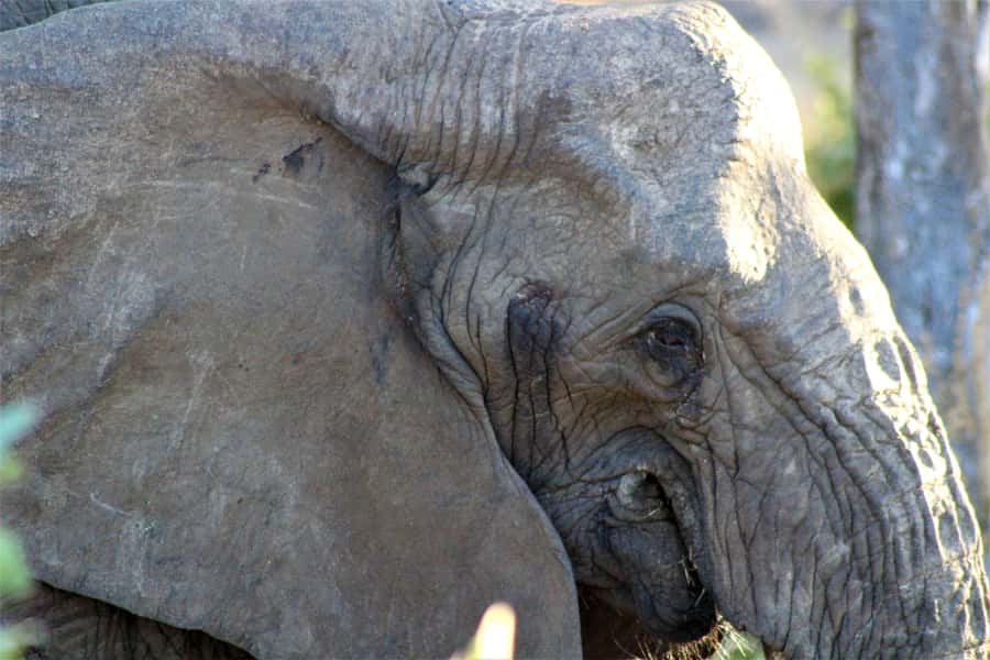 Kruger National Park Afternoon Safari - Practical details that affect your day
