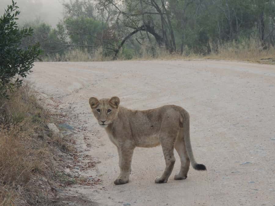 Kruger National Park: Full-Day Game Drive with Pickup - Key points at a glance