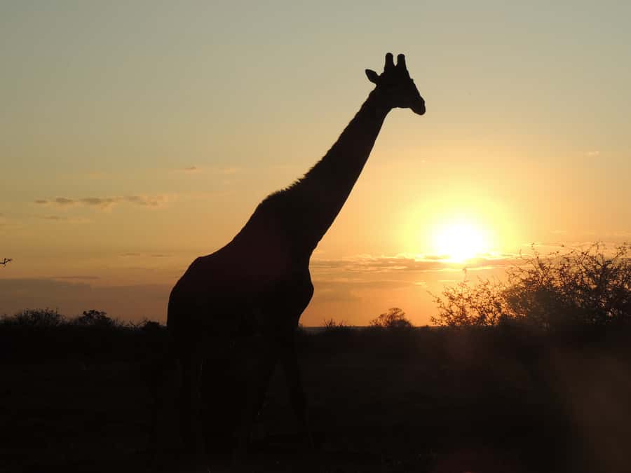 Kruger National Park: Full-Day Game Drive with Pickup - Why a full day in Kruger is worth your time