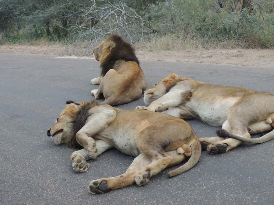 Kruger National Park: Full-Day Game Drive with Pickup - Searching for the Big Five on gravel roads