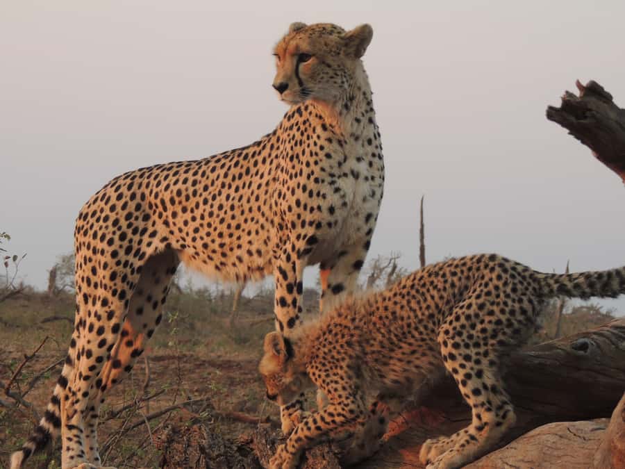 Kruger National Park: Full-Day Game Drive with Pickup - Breakfast and lunch at the rest camp