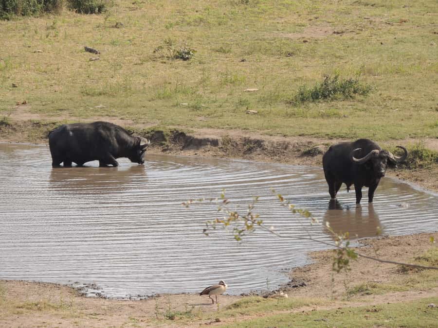 Kruger National Park: Full-Day Game Drive with Pickup - What the price really covers
