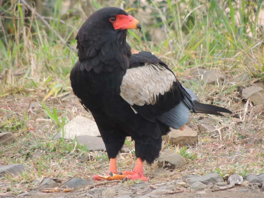 Kruger National Park: Full-Day Game Drive with Pickup - Comfort, weather, and practical preparation